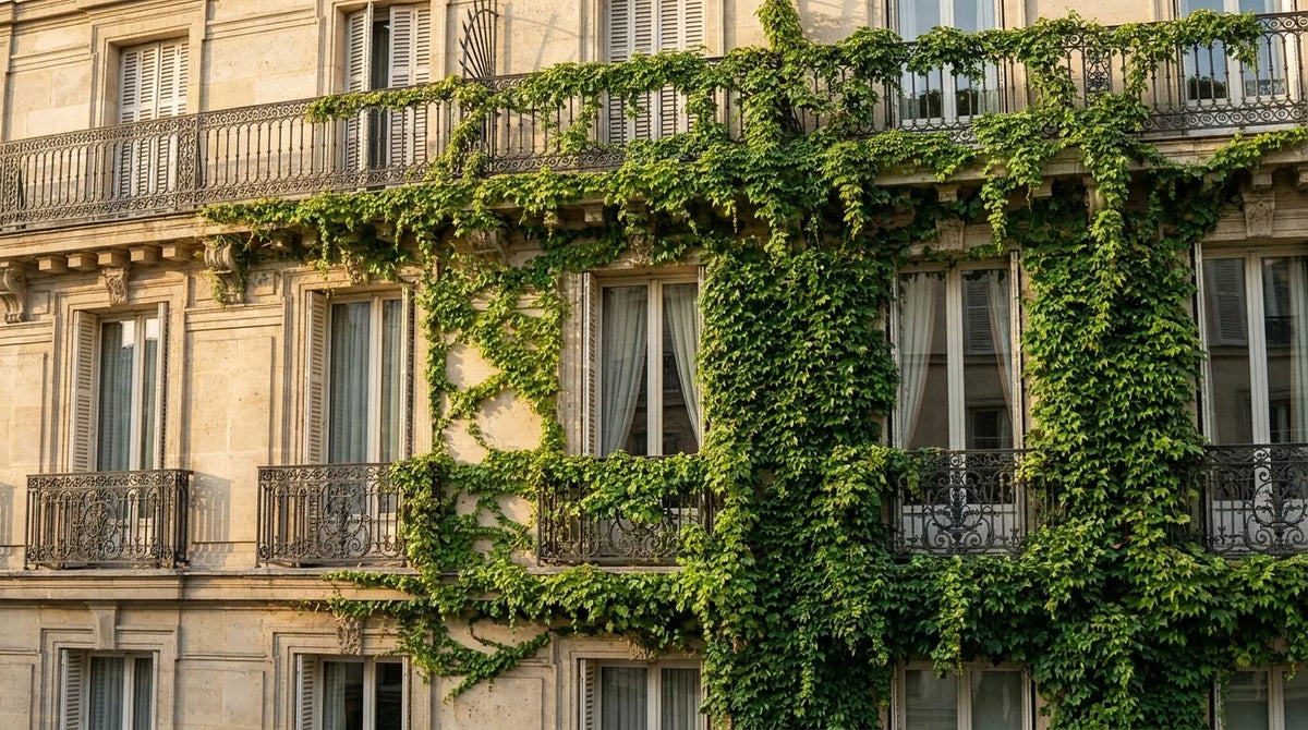 Ivy Studio render: ivy grown over a Parisian building facade